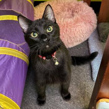 Phantom Purr -  Domestic Short Hair Cat for Adoption in Stoughton, Wisconsin - Phantom Purr | PetCurious