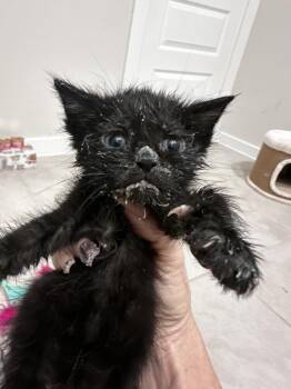Domestic Short Hair Cats Available for Adoption in Brewster, New York - Toby | PetCurious