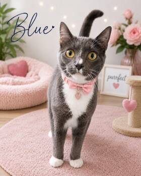 Blue -  Domestic Short Hair Cat Available for Adoption in Dalton, Georgia - Blue | PetCurious