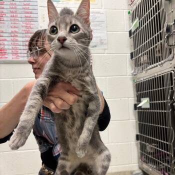 My Shayla -  Domestic Short Hair Cat for Adoption in Gloucester, Virginia - My Shayla | PetCurious