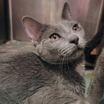 Stop The Wedding -  Domestic Short Hair Cat for Adoption in Davenport, Iowa - Stop The Wedding | PetCurious