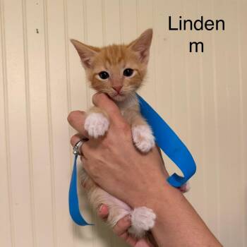 Linden -  Domestic Short Hair Cat for Adoption in Sequatchie, Tennessee - Linden | PetCurious