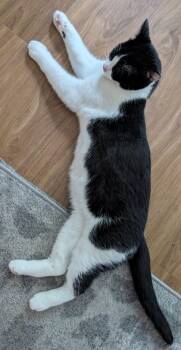 Flower -  Domestic Short Hair Cat for Adoption in Hillsboro, Oregon - Flower | PetCurious