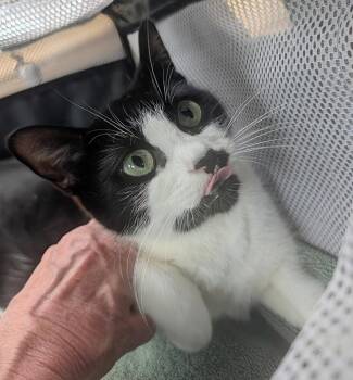 Domestic Short Hair Cats Available for Adoption in Louisa, Virginia - Sabrina | PetCurious