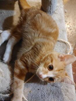 Domestic Short Hair Cats Available for Adoption in Shawnee, Kansas - Jimi | PetCurious