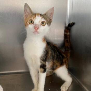 Anastasia -  Domestic Short Hair Cat for Adoption in West Palm Beach, Florida - Anastasia | PetCurious