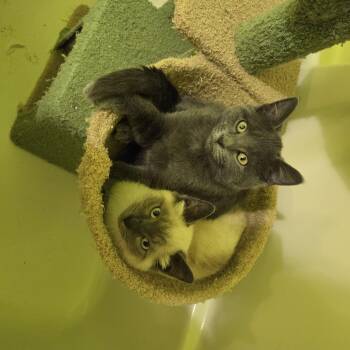 Rescue Domestic Short Hair and Siamese Cats for Adoption - Ian And Brian | PetCurious