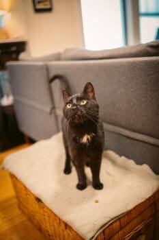 Domestic Short Hair Cats Available for Adoption in New York, New York - Barry Manilow | PetCurious