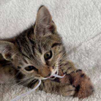 Domestic Short Hair Cats Available for Adoption - Annie | PetCurious