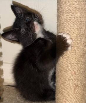 Domestic Short Hair Cats Available for Adoption - Boots | PetCurious
