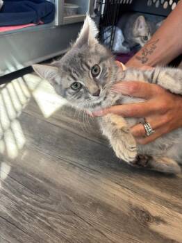 Jalapeno -  Domestic Short Hair Cat for Adoption in Liverpool, New York - Jalapeno | PetCurious