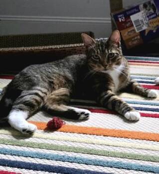 Edward/Emmet - Bonded Pair -  Domestic Short Hair Cat for Adoption in East Brookfield, Massachusetts - Edward/Emmet - Bonded Pair | PetCurious