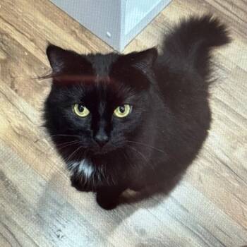 Yuki -  Domestic Long Hair Cat for Adoption in Hopewell, Virginia - Yuki | PetCurious