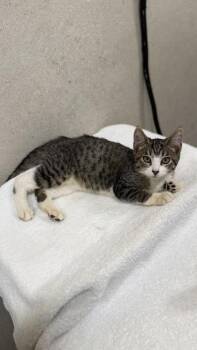 Parker -  Domestic Short Hair Cat for Adoption in Honolulu, Hawaii - Parker | PetCurious