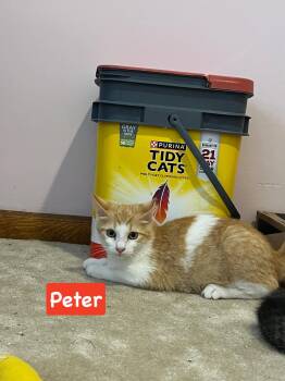 Peter -  Domestic Short Hair Cat for Adoption in Yardley, Pennsylvania - Peter | PetCurious