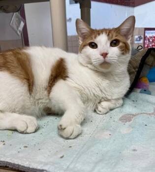 JOHN -  Domestic Short Hair Cat for Adoption in Springfield, Massachusetts - JOHN | PetCurious