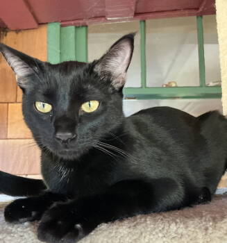 Rescue Domestic Short Hair Cats for Adoption in Oakland, California - Gelato (bonded To Froyo) | PetCurious