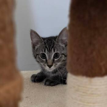 Doc -  Domestic Short Hair Cat for Adoption in Muncie, Indiana - Doc | PetCurious