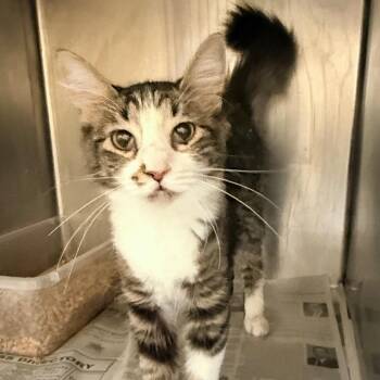 Sneakernight -  Domestic Short Hair Cat for Adoption in Austin, Texas - Sneakernight | PetCurious