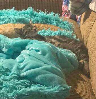 Paul -  Domestic Short Hair Cat for Adoption in Grand Rapids, Michigan - Paul | PetCurious