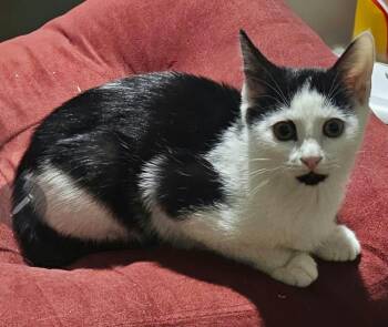 Bonnie -  Domestic Short Hair Cat for Adoption in Belchertown, Massachusetts - Bonnie | PetCurious