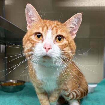 Pumpkin -  Domestic Medium Hair Cat for Adoption in Concord, North Carolina - Pumpkin | PetCurious