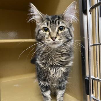 Domestic Long Hair Cats Available for Adoption in Spokane, Washington - Maple | PetCurious