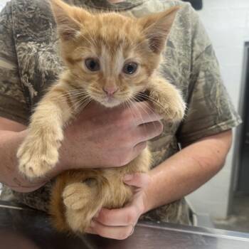 Char -  Domestic Medium Hair Cat for Adoption in Clanton, Alabama - Char | PetCurious