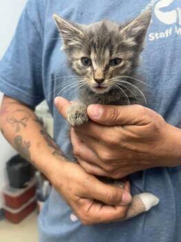 Sue Lee 2 -  Domestic Short Hair Cat for Adoption in Sullivan, Indiana - Sue Lee 2 | PetCurious