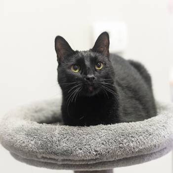 Rescue Domestic Short Hair Cats for Adoption in St. Augustine, Florida - Reese | PetCurious
