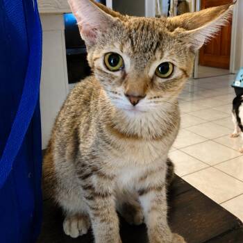 Cherry -  Domestic Short Hair Cat for Adoption in Sunrise, Florida - Cherry | PetCurious