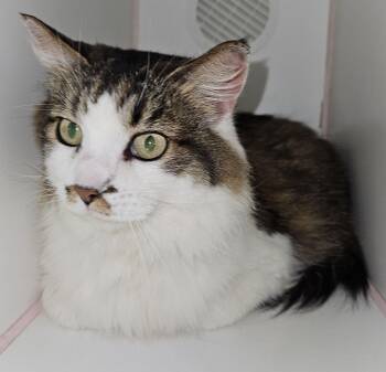 Rescue Tabby and Domestic Short Hair Cats for Adoption in Lawrenceburg, Kentucky - Wendy | PetCurious