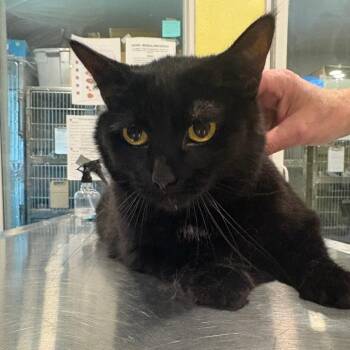 Radio -  American Shorthair Cat for Adoption in West Des Moines, Iowa - Radio | PetCurious