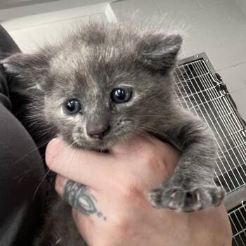 Cordelia -  Domestic Medium Hair Cat for Adoption in Richmond Hill, Georgia - Cordelia | PetCurious