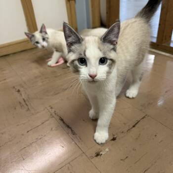 Finn -  Siamese Cat for Adoption in Chisholm, Minnesota - Finn | PetCurious