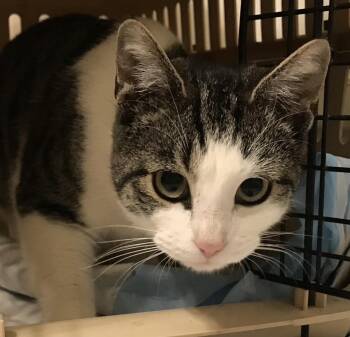 Domestic Short Hair Cats Available for Adoption in Little Mountain, South Carolina - Faris | PetCurious