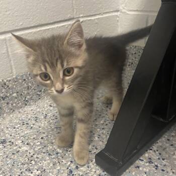 Katy -  Domestic Short Hair Cat for Adoption in Dayton, Ohio - Katy | PetCurious