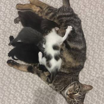 Domestic Short Hair Cats Available for Adoption in New York, New York - Penne | PetCurious