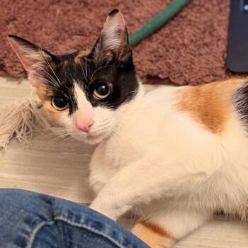 Luna -  Domestic Short Hair Cat for Adoption in Los Angeles, California - Luna | PetCurious