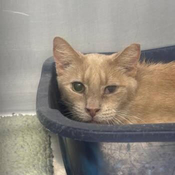 Domestic Short Hair Cats Available for Adoption in Casa Grande, Arizona - Sandy | PetCurious