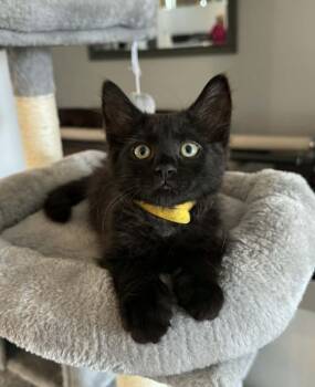 Turnip -  Domestic Medium Hair Cat for Adoption in Tucson, Arizona - Turnip | PetCurious