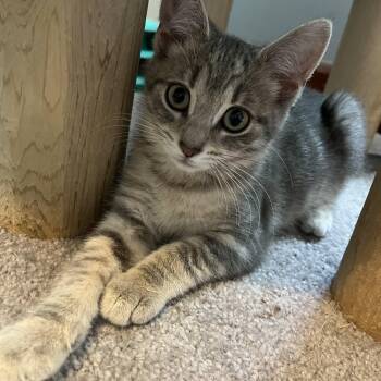 Thundera -  Domestic Short Hair and Domestic Medium Hair Cat for Adoption in Massillon, Ohio - Thundera | PetCurious