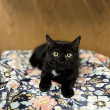 Rescue Domestic Short Hair Cats for Adoption in Fargo, North Dakota - Alabio--In Foster | PetCurious