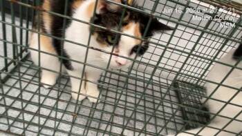 BUMBLE BEE -  Domestic Short Hair Cat for Adoption in Ocala, Florida - BUMBLE BEE | PetCurious
