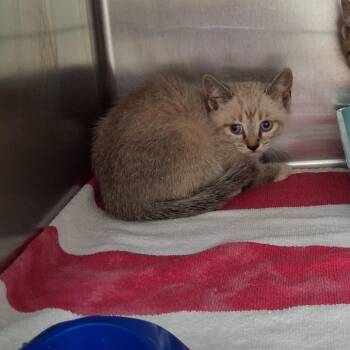 Domestic Medium Hair Cats Available for Adoption in Auburn, Alabama - Dovah | PetCurious