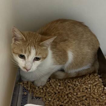 Daisy -  Domestic Short Hair Cat for Adoption in Harrisonburg, Virginia - Daisy | PetCurious