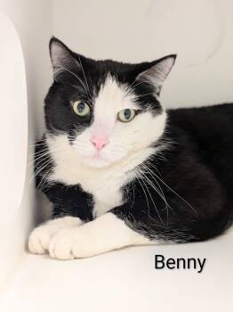 Benny -  Domestic Short Hair Cat for Adoption in Flint, Michigan - Benny | PetCurious