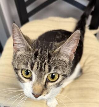 Domestic Short Hair Cats Available for Adoption in Jackson, Georgia - Penny | PetCurious