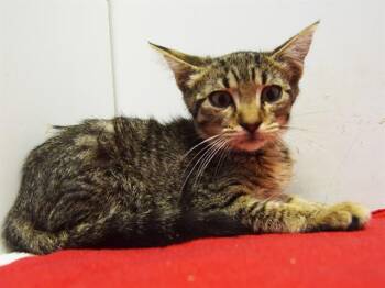 Rescue Domestic Short Hair Cats for Adoption in Sacramento, California - WYNONA | PetCurious