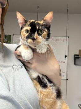 Rowan -  Domestic Short Hair Cat for Adoption in Bolivar, Missouri - Rowan | PetCurious